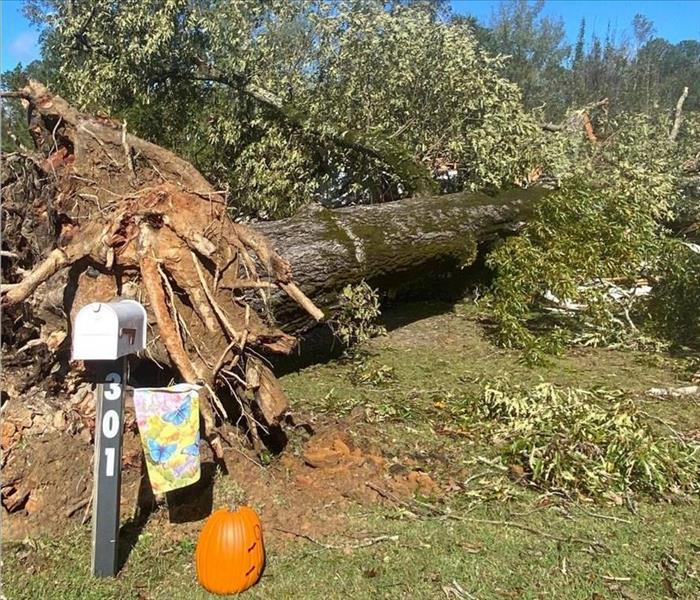 A blue sky with a tree that has fallen over next to a white mailbox and an orange pumpkin.